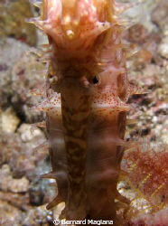 Babusanta, Talikud Island, Davao by Bernard Maglana 